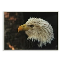 Stupell Industries Bald Eagle Portret Animal Bird Fotografija zidna ploča Davida Sterna, 13 19