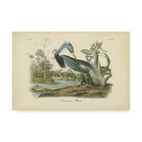 Zaštitni znak likovne umjetnosti 'Audubons Louisiana Heron' platno umjetnost Johna Jamesa Audubona